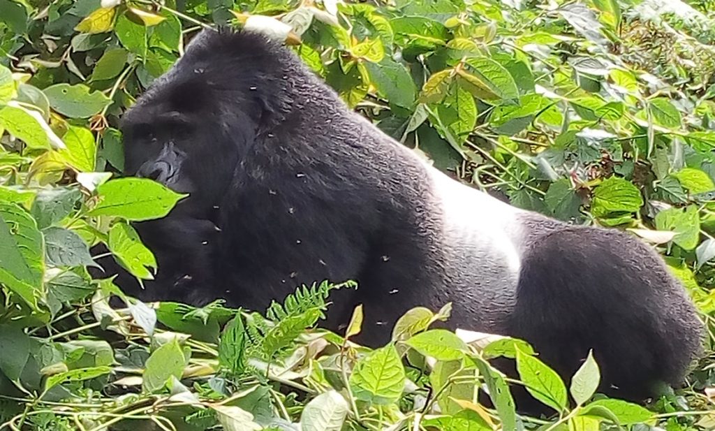 GORILLA TREKKING COSTS IN UGANDA.