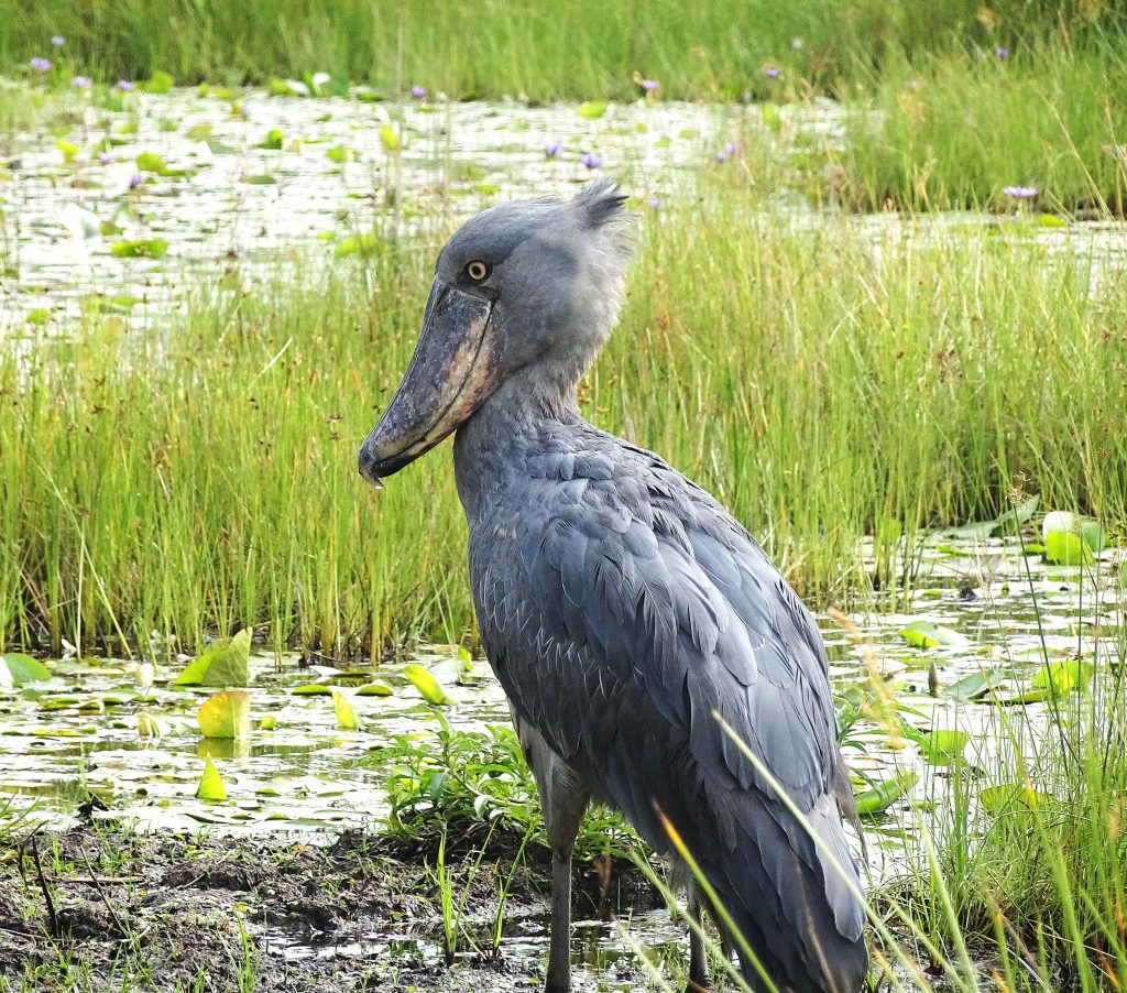ONE DAY SHOEBILL EXCURSION
