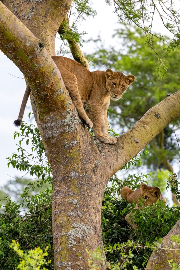 Lion tracking in Queen Elizabeth National Park