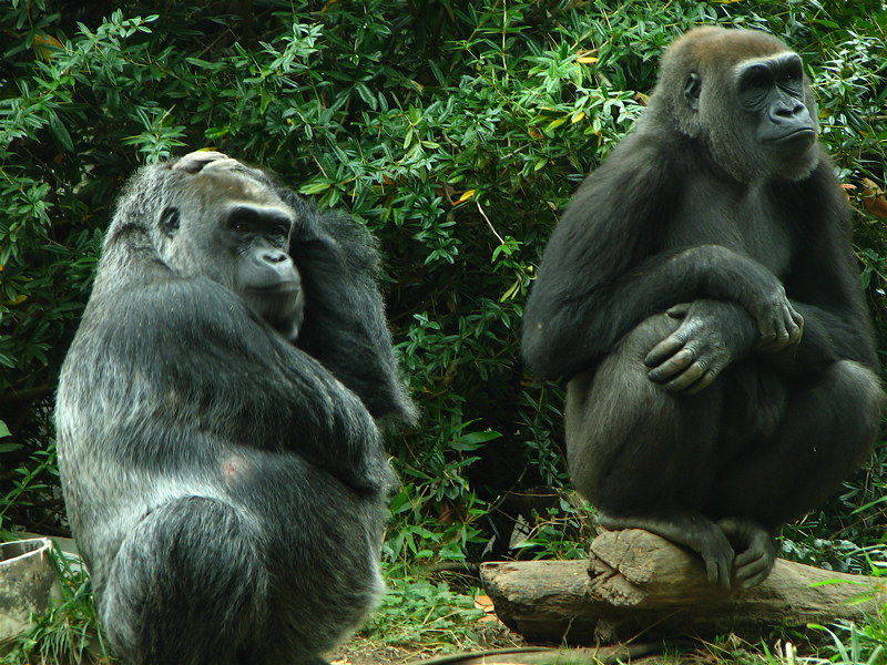 GORILLA TREKKING FROM ENTEBBE.
