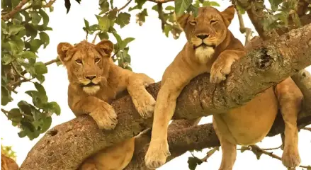 6 Days Kidepo and Murchison Falls Safari