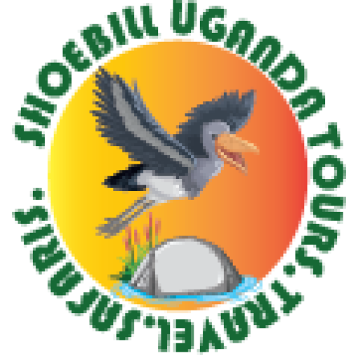 shoebill-uganda